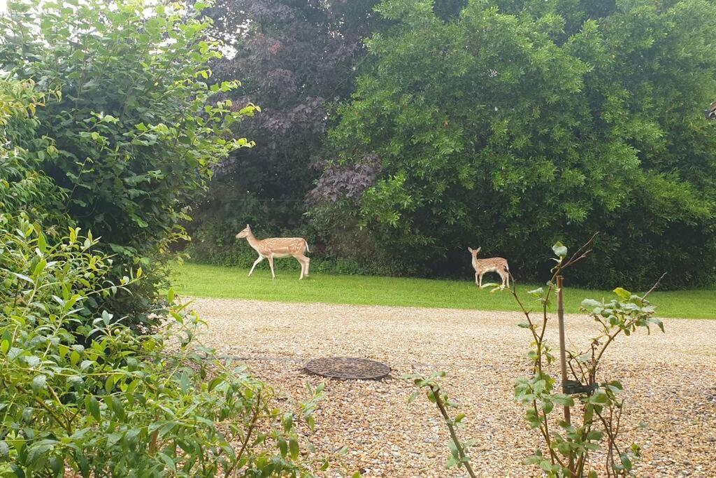 The Old Barn Annexe, Cosy Stay, Close Drive To City, Beach, South Downs & Goodwood * Chichester